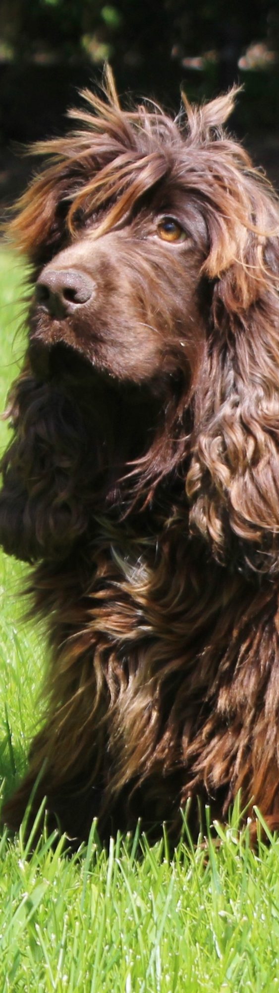 Show Cocker Spaniel 
